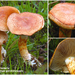 Cortinarius-bolaris_Roodschubbige-gordijnzwam_MH20100930_027206-8