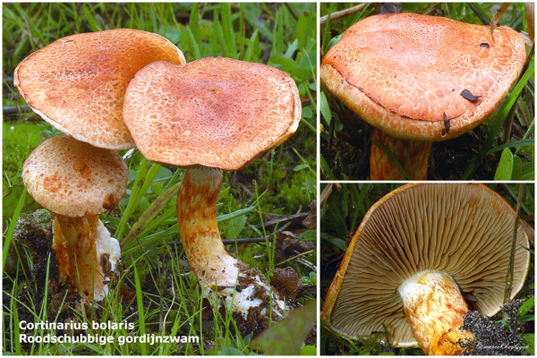 Cortinarius-bolaris_Roodschubbige-gordijnzwam_MH20100930_027206-8