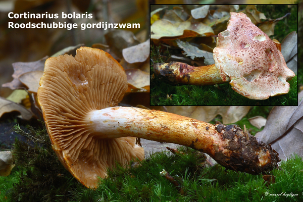 Cortinarius-bolaris-Roodschubbige-gordijnzwam-MH20101104_028340-8