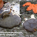 Dictydiaethalium-plumbeum-Loodkleurig-netplaatje-MH20101028_02824