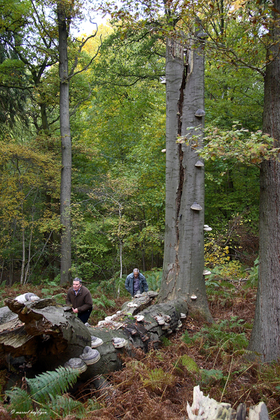 Fomes-fomentarius_Echte-tonderzwam-MH20101028_028236-8