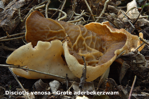 Disciotis-venosa_Grote-aderbekerzwam_MH20100415_020703-8-As