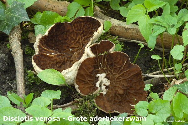 Disciotis-venosa_Grote-aderbekerzwam_MH20100415_020716-8-As