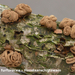Encoelia-furfuracea_Hazelaarschijfzwam_MH20100220_9706-8-As
