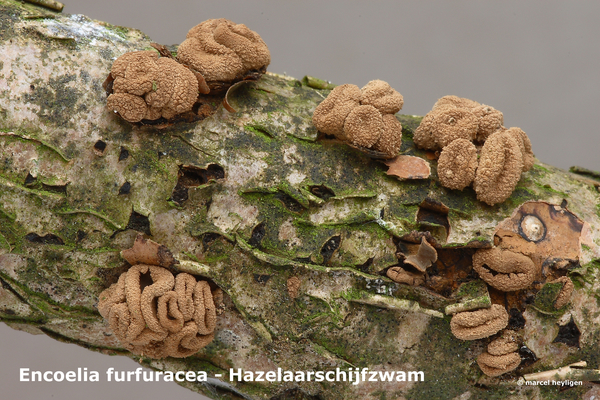 Encoelia-furfuracea_Hazelaarschijfzwam_MH20100220_9706-8-As