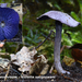 Entoloma-euchroum_Violette-satijnzwam_MH20100926_027077-8Ag