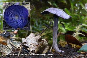 Entoloma-euchroum_Violette-satijnzwam_MH20100926_027077-8Ag