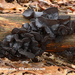 Exidia-truncata_Eikentrilzwam_MH20100204_9404-8-He