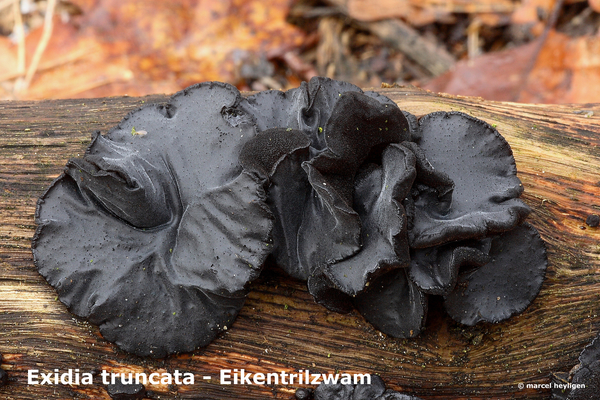 Exidia-truncataEikentrilzwam_MH20100204_9400-8-He_