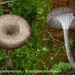 Faerberia-carbonarium-Brandplekribbelzwam-MH20101013_028063-8-Ag