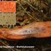 Fistulina-hepatica_Biefstukzwam_MH20100925_026931-8Ap