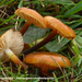 Flammulina-ononidis_Kattendoornfluweelpootje_MH20101125_028663-8-