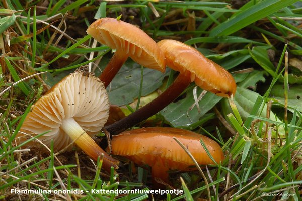 Flammulina-ononidis_Kattendoornfluweelpootje_MH20101125_028663-8-