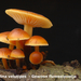 Flammulina-velutipes_Gewoon-fluweelpootje_MH20100122_8990-8-Ag