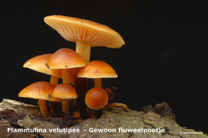Flammulina-velutipes_Gewoon-fluweelpootje_MH20100122_8990-8-Ag