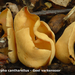 Flavoscypha-cantharellus_Geel-varkensoor_MH20100926_026970-8As