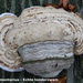 Fomes-fomentarius_Echte-tonderzwam_MH20081111_4169-8Ap