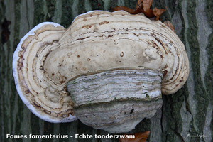 Fomes-fomentarius_Echte-tonderzwam_MH20081111_4169-8Ap
