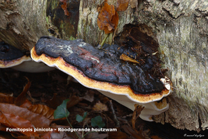 Fomitopsis-pinicola-Roodgerande-houtzwam-MH20101118_028606-8-Ap