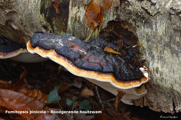 Fomitopsis-pinicola-Roodgerande-houtzwam-MH20101118_028606-8-Ap