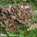 Grifola-frondosa-Eikhaas-MH20101009_027904-8-Ap