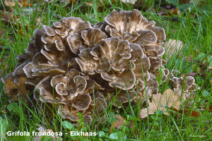 Grifola-frondosa-Eikhaas-MH20101009_027904-8-Ap