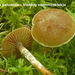 Galerina-paludosa_Vlokkig-veenmosklokje_MH20100520_021375-8-Ag