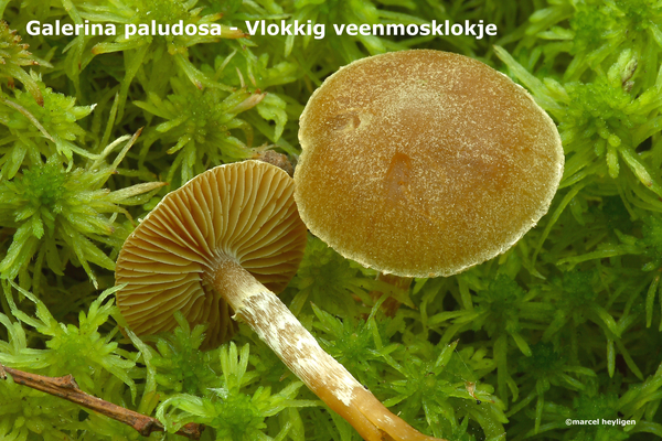 Galerina-paludosa_Vlokkig-veenmosklokje_MH20100520_021375-8-Ag