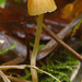 Galerina-pumila-Honinggeel-mosklokje-MH20101031_028289-8-Ag