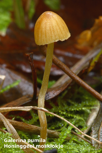 Galerina-pumila-Honinggeel-mosklokje-MH20101031_028289-8-Ag