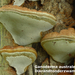 Ganoderma-australe_Dikrandtonderzwam_MH20100527_021725-8-Ap