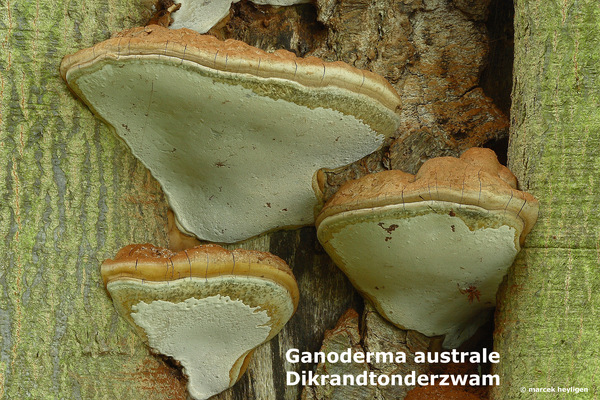 Ganoderma-australe_Dikrandtonderzwam_MH20100527_021725-8-Ap
