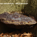 Ganoderma-resinaceum_Harslakzwam_MH20100318-10015-8-Ap