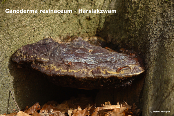 Ganoderma-resinaceum_Harslakzwam_MH20100318-10015-8-Ap
