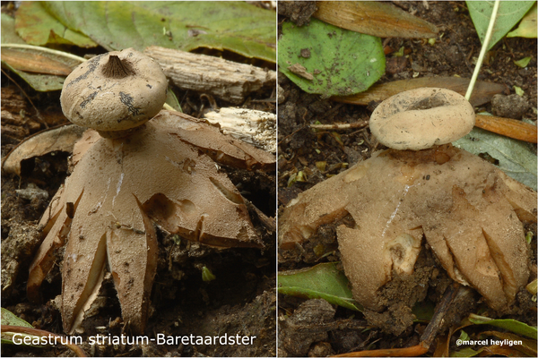 Geastrum striatum-Baretaardster-MH20101004_027622-4-Ga
