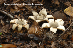 Geastrum-triplex_Gekraagde-aardster_MH20100930_027172-8Ga