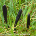 Geoglossum-glutinosum_Kleverige-aardtong_MH20101125_028679-8-As