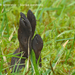 Geoglossum-umbratile-Slanke-aardtong_Borgloon-64714-MH20101118_02