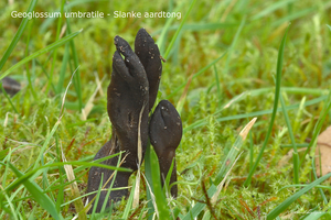 Geoglossum-umbratile-Slanke-aardtong_Borgloon-64714-MH20101118_02