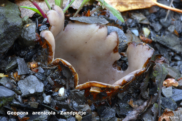 Geopora-arenicola-Zandputje-MH20101031_028310-8-As