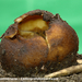 Geopora-sumneriana_Cedergrondbekerzwam_MH20100326_MH_020280-8-As