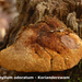 Gloeophyllum-odoratum_-Korianderzwam_MH20100318_9913-8-Ap