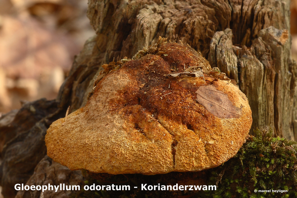 Gloeophyllum-odoratum_-Korianderzwam_MH20100318_9913-8-Ap
