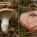 Gomphidius-roseus_Roze-spijkerzwamMH20100925_026913-8Ag