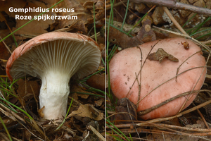 Gomphidius-roseus_Roze-spijkerzwamMH20100925_026913-8Ag