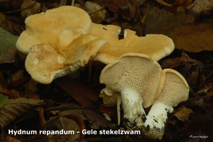 Hydnum-repandum_Gele-stekelzwam_MH_20100926_027037-8Ap