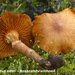 Gymnopilus-odini-Bosbrandvlamhoed-MH20101013_028052-8-Ag