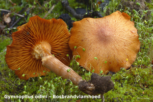 Gymnopilus-odini-Bosbrandvlamhoed-MH20101013_028052-8-Ag