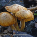 Gymnopilus-odini-Bosbrandvlamhoed-MH20101018_028188-8Ag