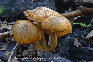Gymnopilus-odini-Bosbrandvlamhoed-MH20101018_028188-8Ag